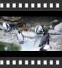 ../pictures/Akron Zoo/DSCF5012_1_small_icon.jpg